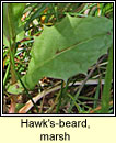 Hawk's-beard, marsh (Lus cúráin corraigh)