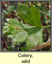 Celery, wild (Smaileog)
