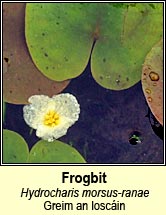 Frogbit (Greim an loscáin)
