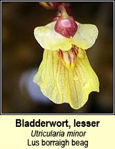 Bladderwort,lesser (Lus borraigh beag)