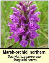 marsh-orchid, northern (Magairlín corcra)