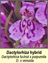 Dactylorhiza x venusta