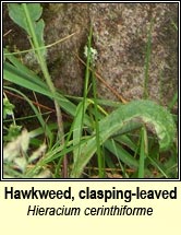 hawkweed, H cerinthiforme (lus na seabhac)