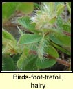 Birds-foot-trefoil, hairy (Crobh éin mosach)