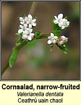 Cornsalad, narrow-fruited