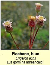 Fleabane, blue