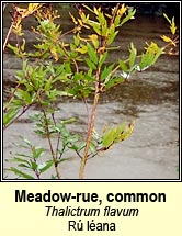 Meadow-rue, common