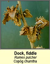 Dock, fiddle