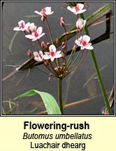 Flowering-rush