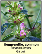 hemp-nettle,common (ga buí)