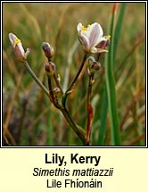 Lily, Kerry