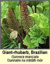 Giant-rhubarb, Brazilian