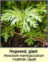 Hogweed, giant