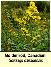 Goldenrod, Canadian