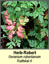 herb robert (ruithéal rí)
