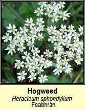 hogweed (feabhrn)