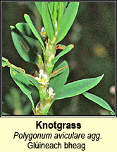 knotgrass,common (glúineach bheag)