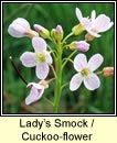 ladys-smock (biolar gréagáin)