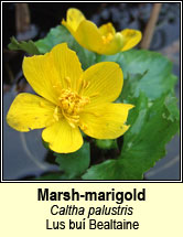 marsh-marigold (lus buí beltaine)