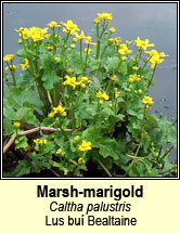 marsh-marigold (lus buí Beltaine)