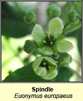 Spindle (Feoras)
