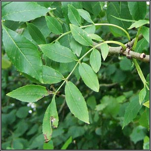 Ash, Fraxinus excelsior