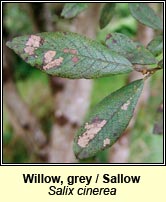 Willow,grey sallow