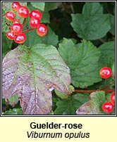 Guelder-rose (Coar chon)