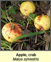 Apple,crab