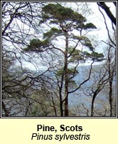 Pine,scots