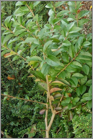 Garden Privet