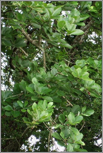 Irish Whitebeam, Sorbus hibernica