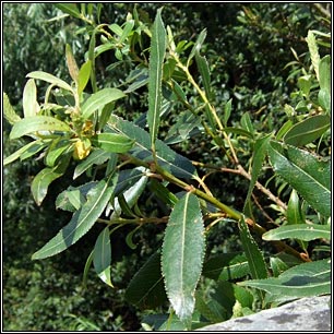 Almond Willow, Salix triandra