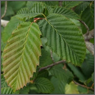 Hornbeam, Carpinus betulus