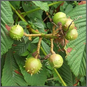 Horse-chestnut, Aesculus hippocastanum
