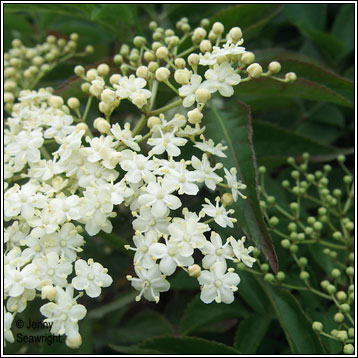 Irish Wildflowers - Elder