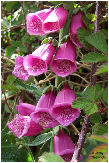 Irish Wildflowers - Foxglove