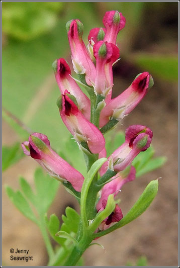 Irish Wildflowers - Fumitory