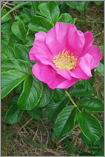 Irish Wildflowers - Japanese Rose, Rosa rugosa