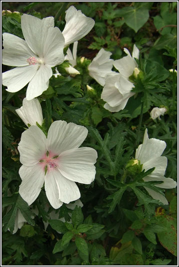 Irish Wildflowers - Musk-mallow, Malva moschata