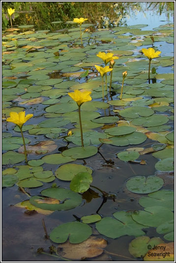 Irish Wildflowers - Fringed Water-lily, Nymphoides peltata