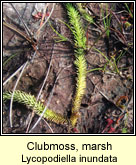 Clubmoss,marsh (Garbhgach chorraigh)