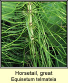 Horsetail,great (Feadg)