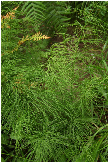 Wood Horsetail, Equisetum sylvaticum