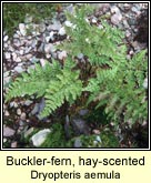 buckler fern,hay-scented