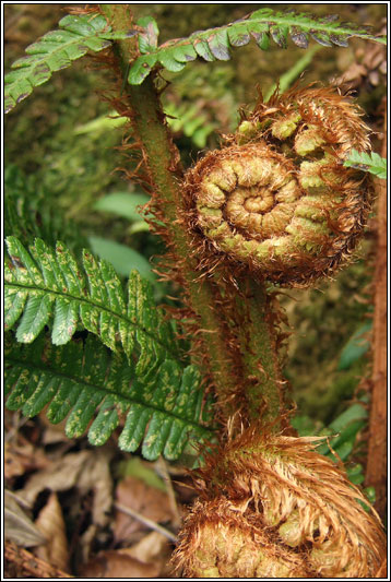 Irish ferns - Scaly Male Fern, Dryopteris affinis