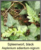 spleenwort,black