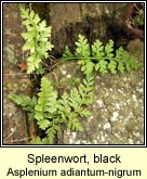 spleenwort,black