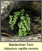 maidenhair fern