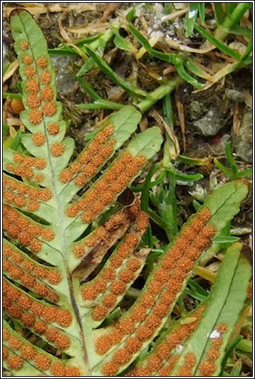 Southern Polypody, Polypodium cambricum